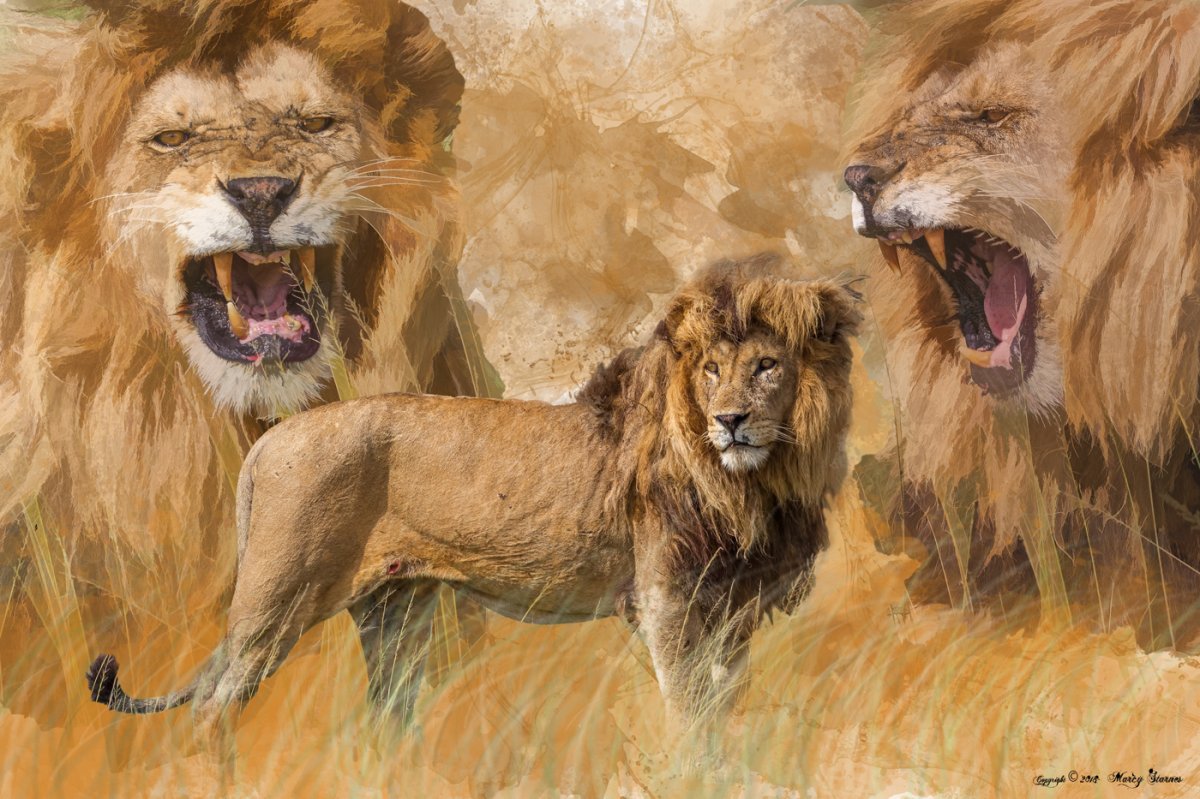 lions_art_01_web.jpg