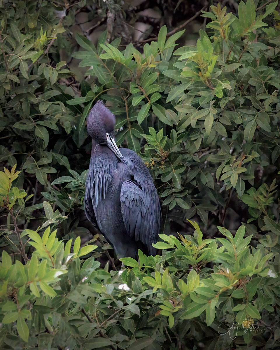 Little-Blue-Heron--1.1.jpg