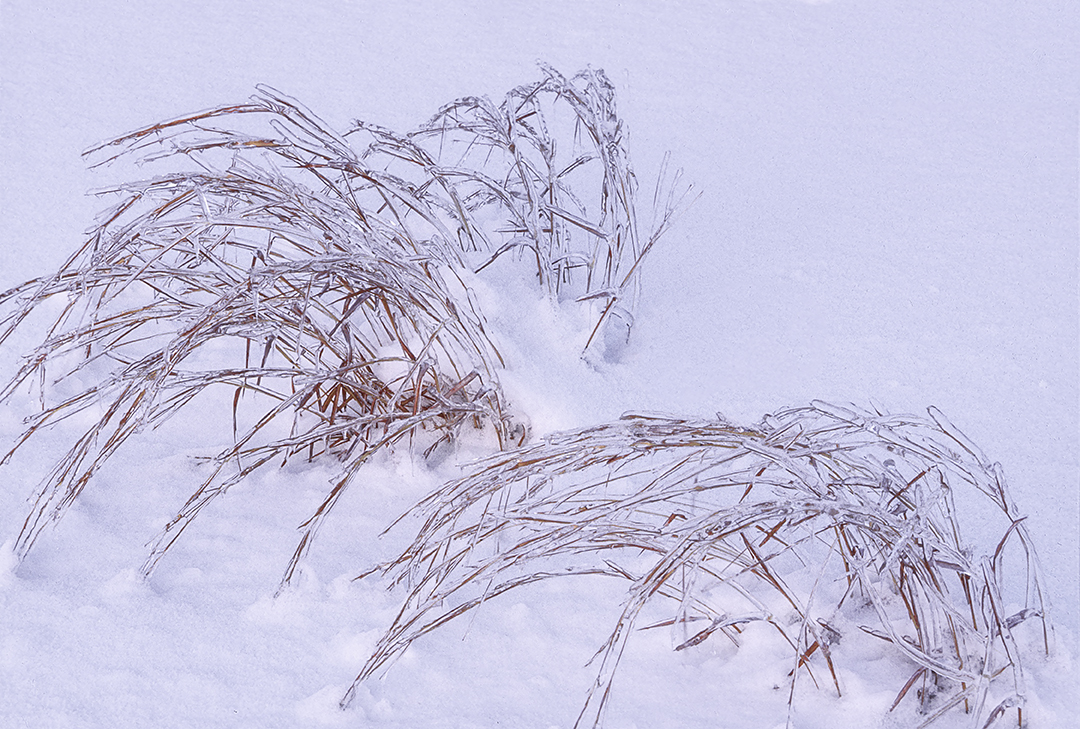 Little Blue Stem Grasses covered with ice, IL.jpg