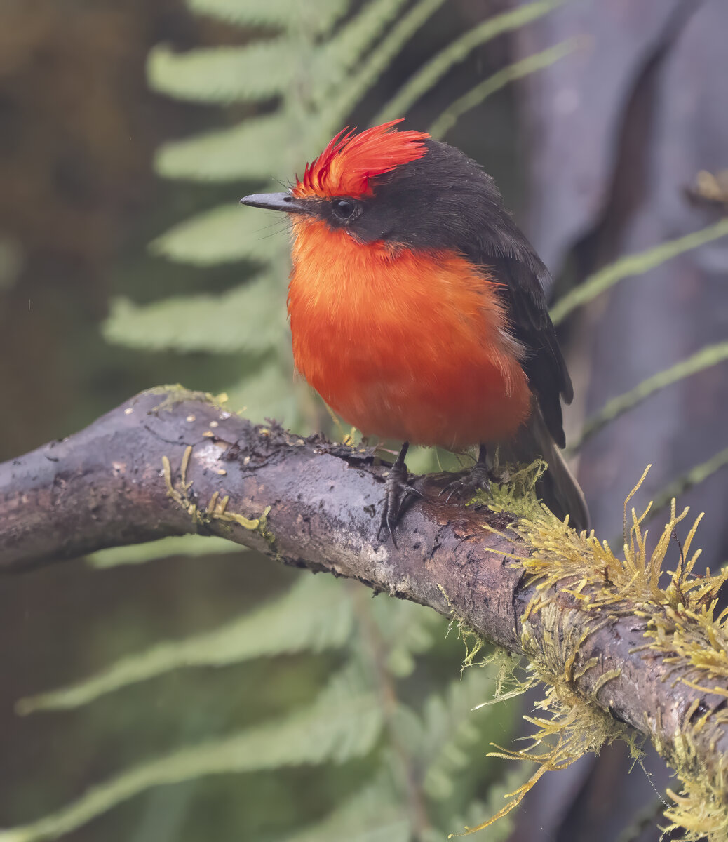 * Little Vermiliion FlycatcherPA181128-Edit.jpg