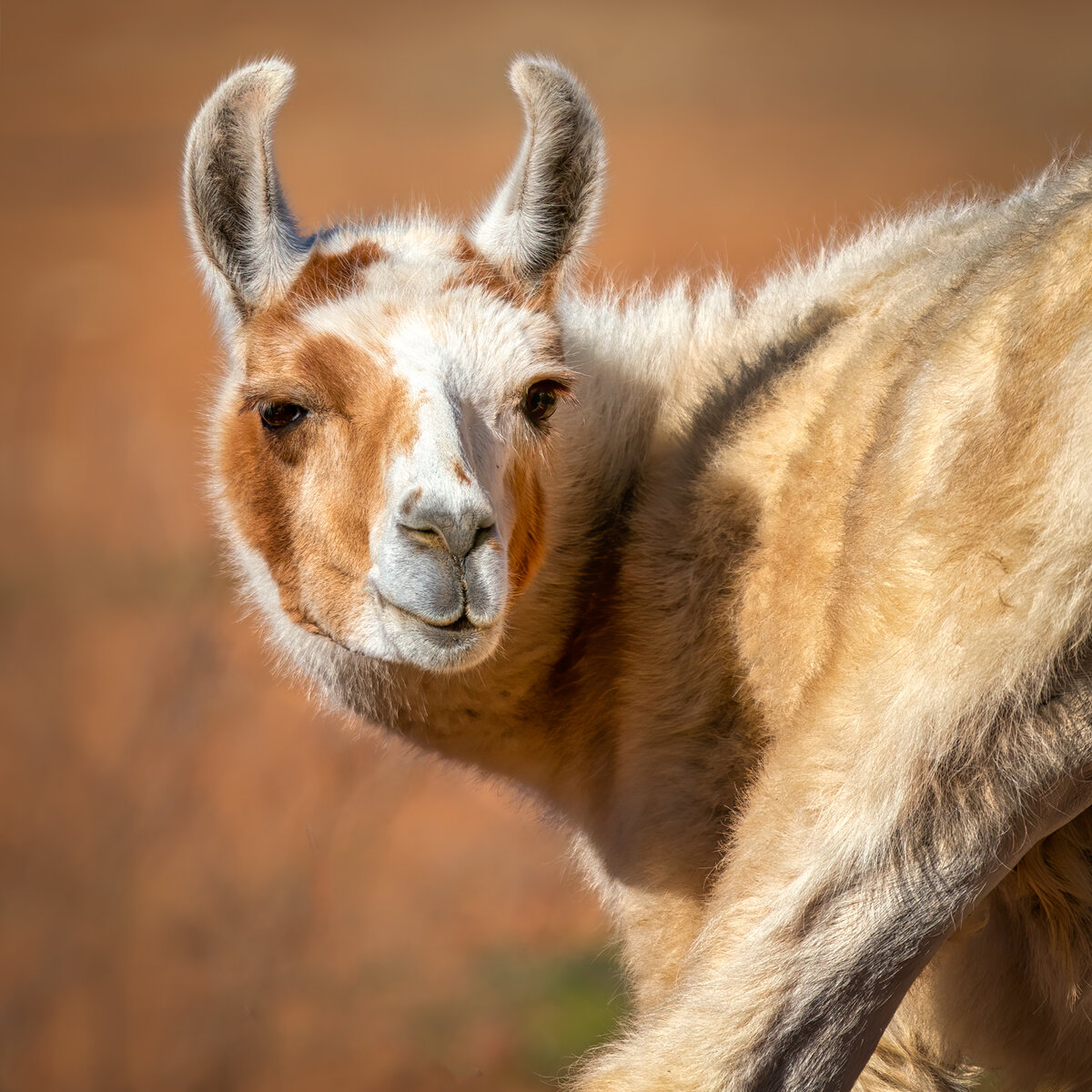 Llama-.jpg