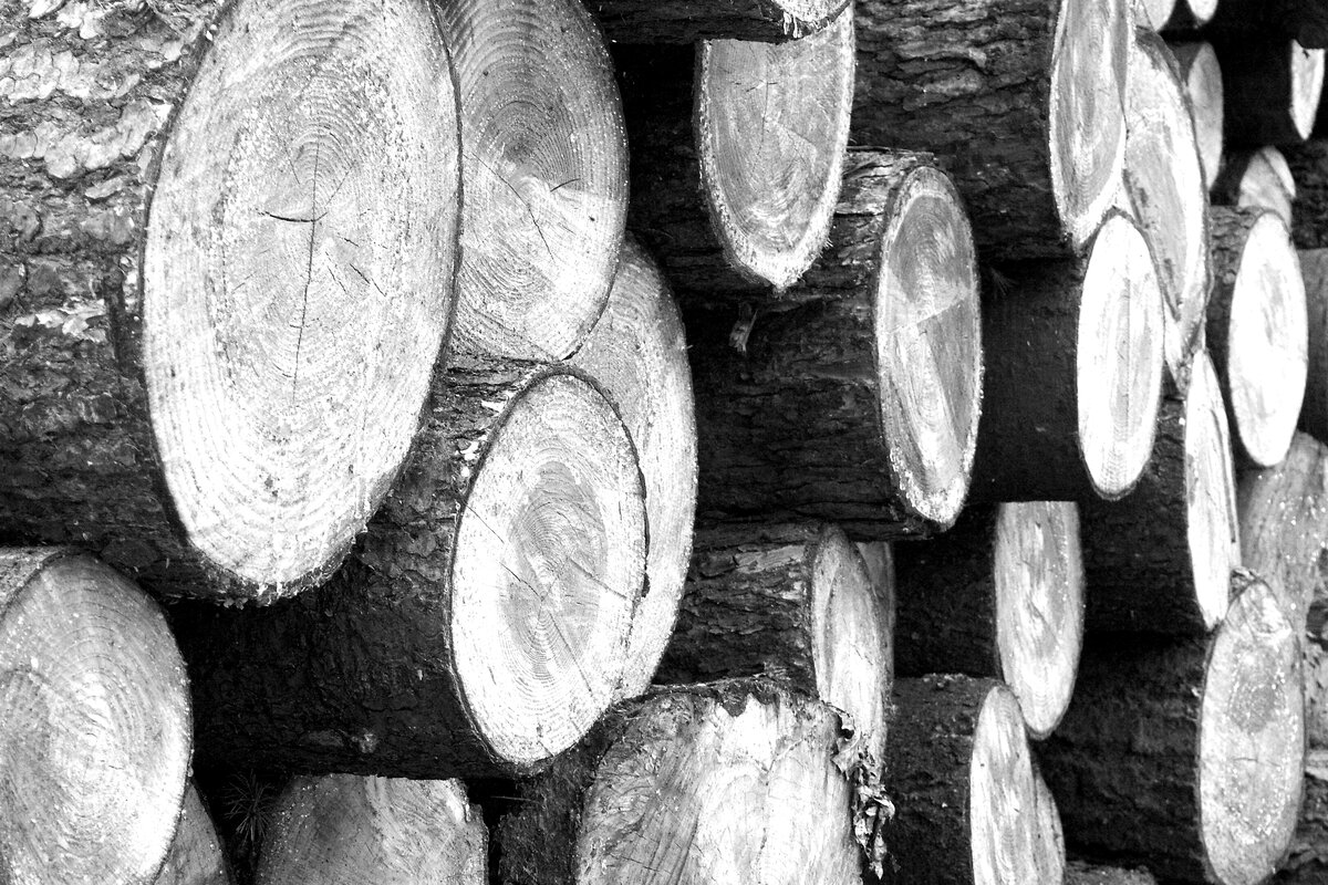 Logs.jpg