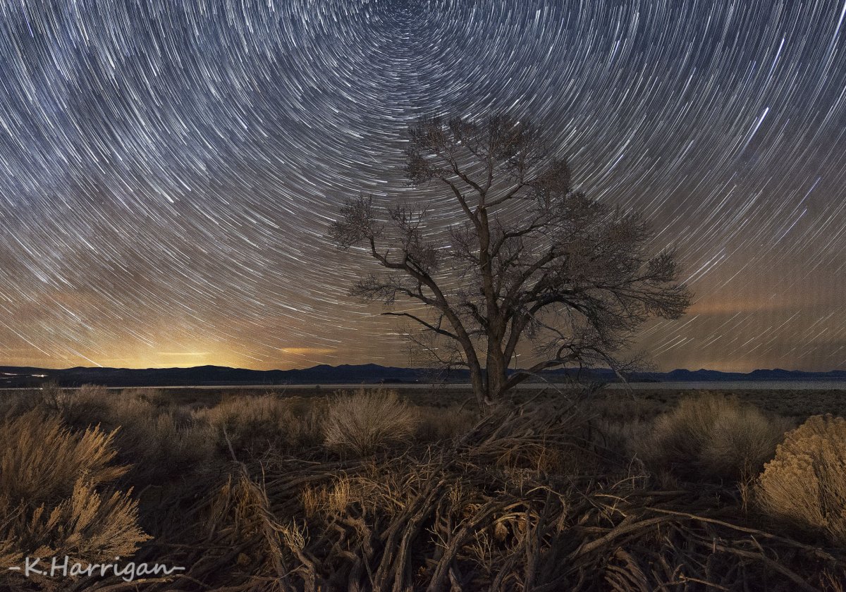 Lone Cottonwood.jpg