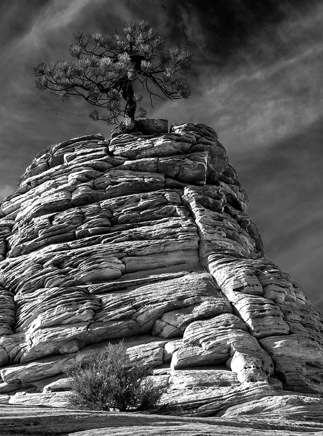 Lone pine.jpg