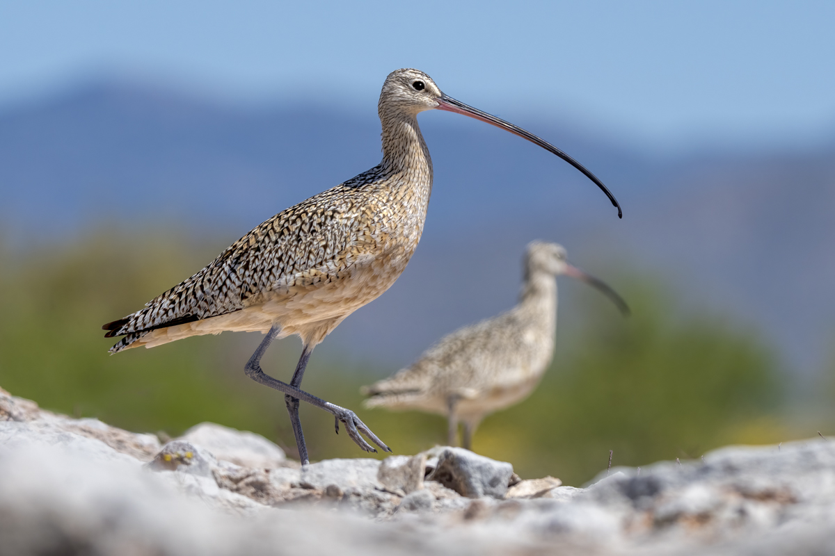 Long-billed curlew-08904-Edit.jpg