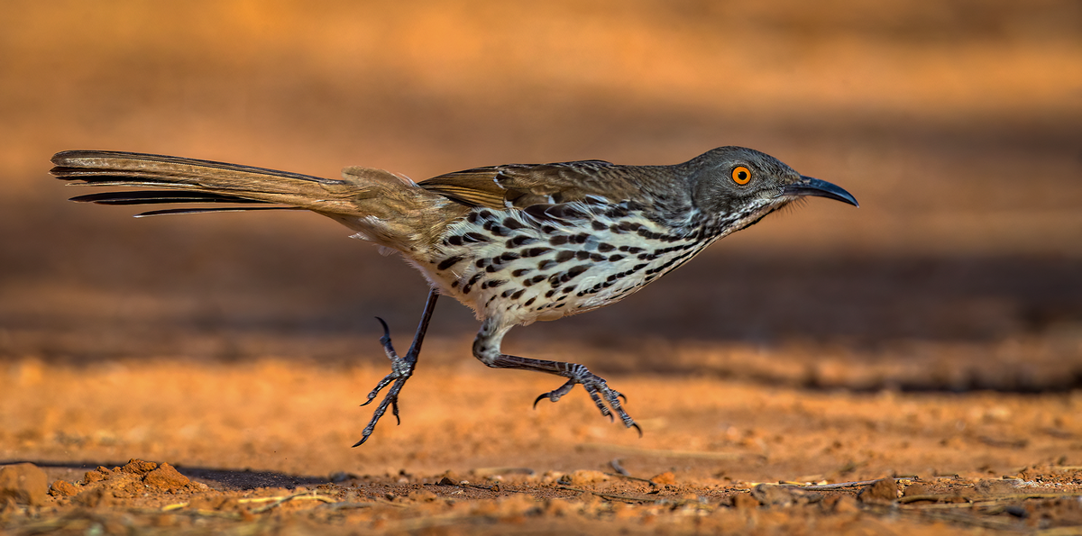 Long-billed Thrasher.png