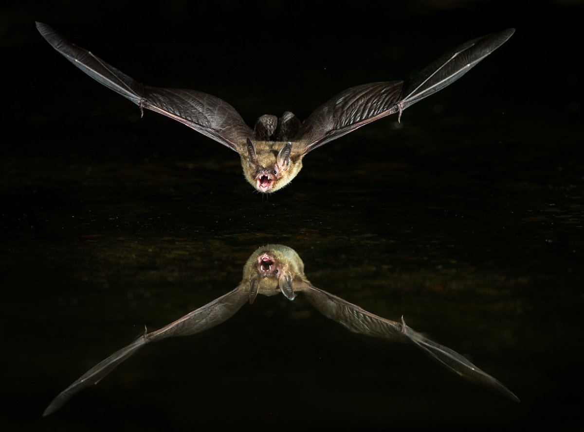 long-eared bat-1539-Edit[25233].jpg