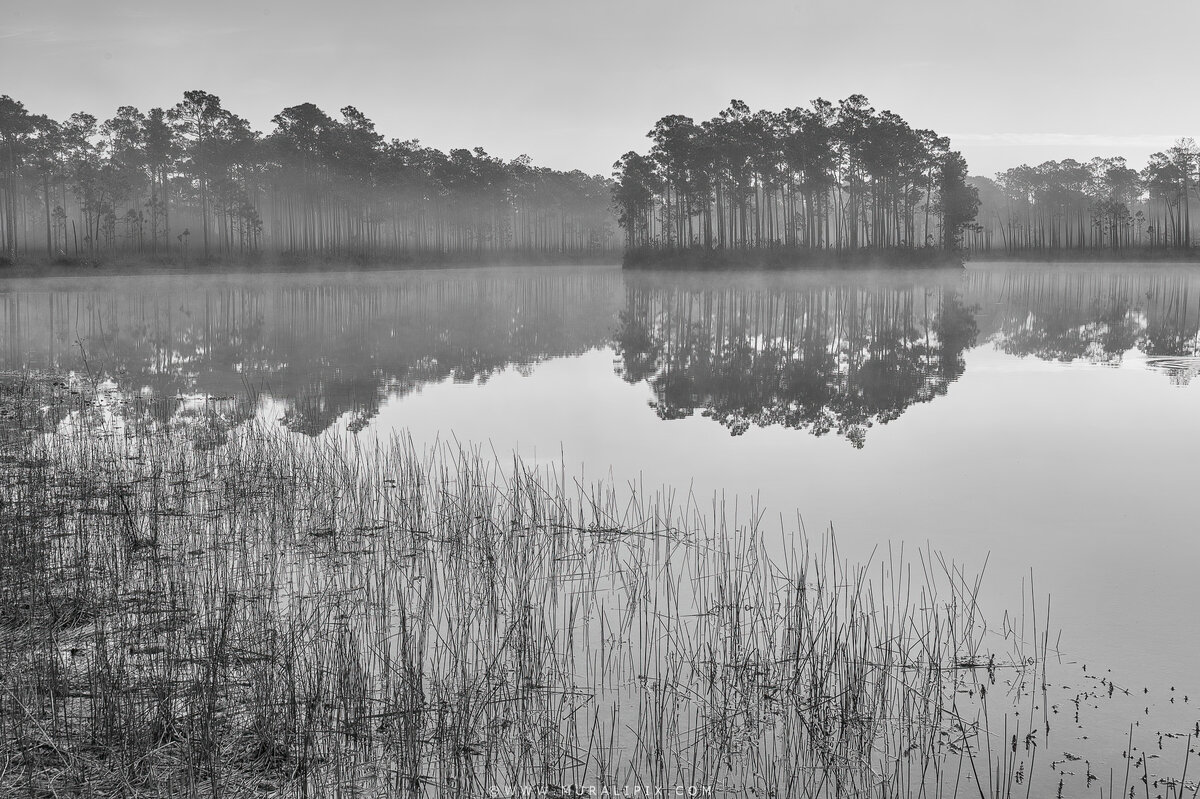 long-pine-key-in-bw.jpg