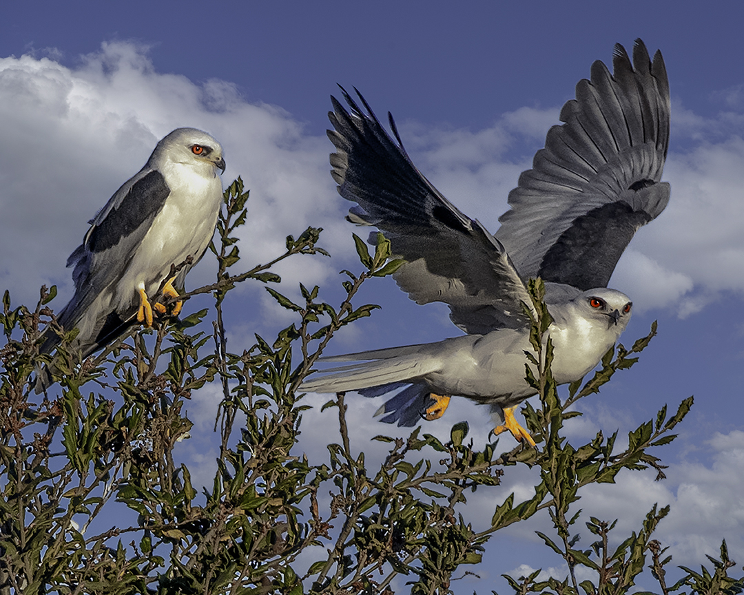 Long-tailed Kites.jpg