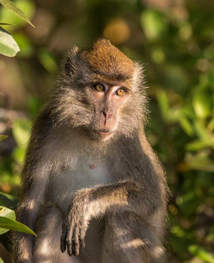 Long-tailed Macque FW.jpg