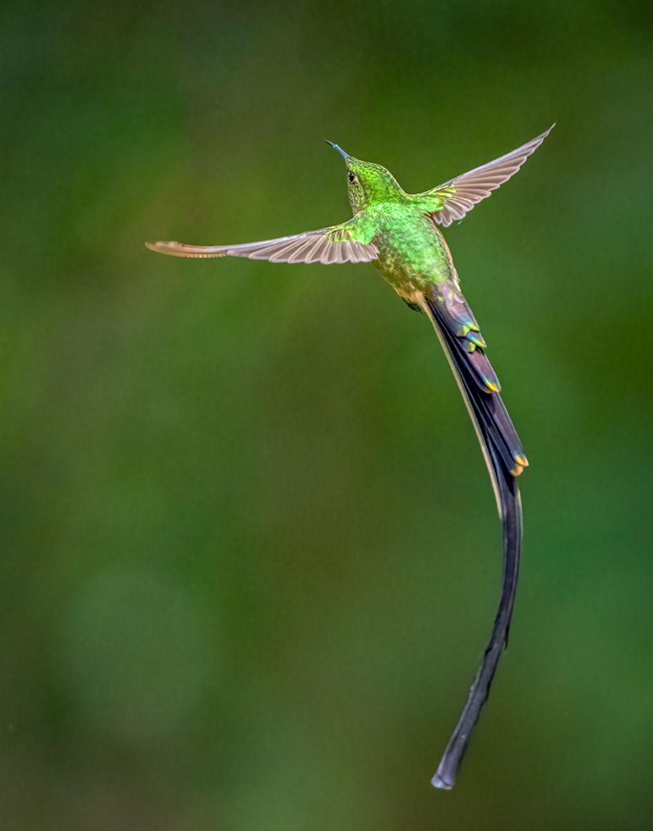 Long-tailed sylph-.jpg