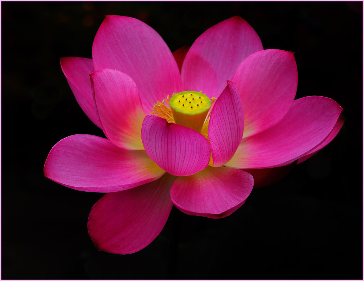 Lotus flower with Pink border v2.jpg