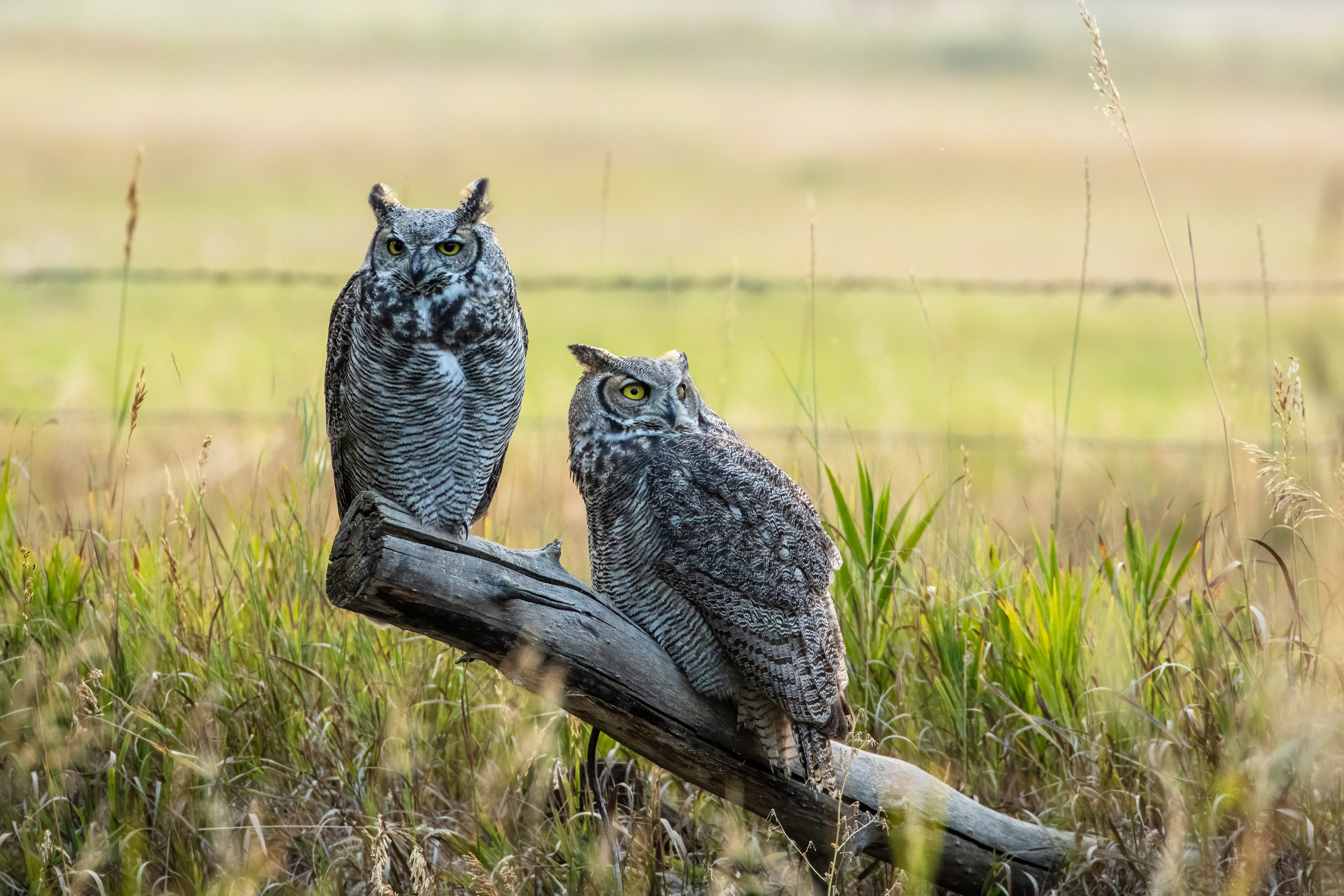 LRCC_FeatheredFriends_sRGB_FW_TAP46240.jpg