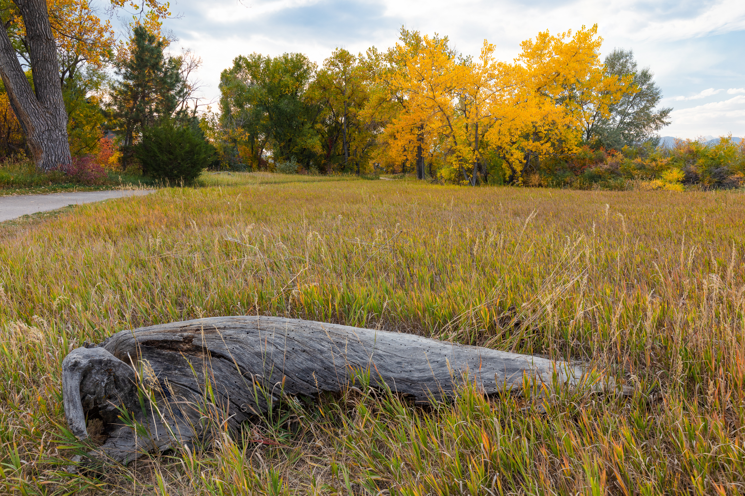 LRCC_LogwithTrees_sRGB_TAP46841-44-47-50_Blend_PSCC2_TAP46841.jpg