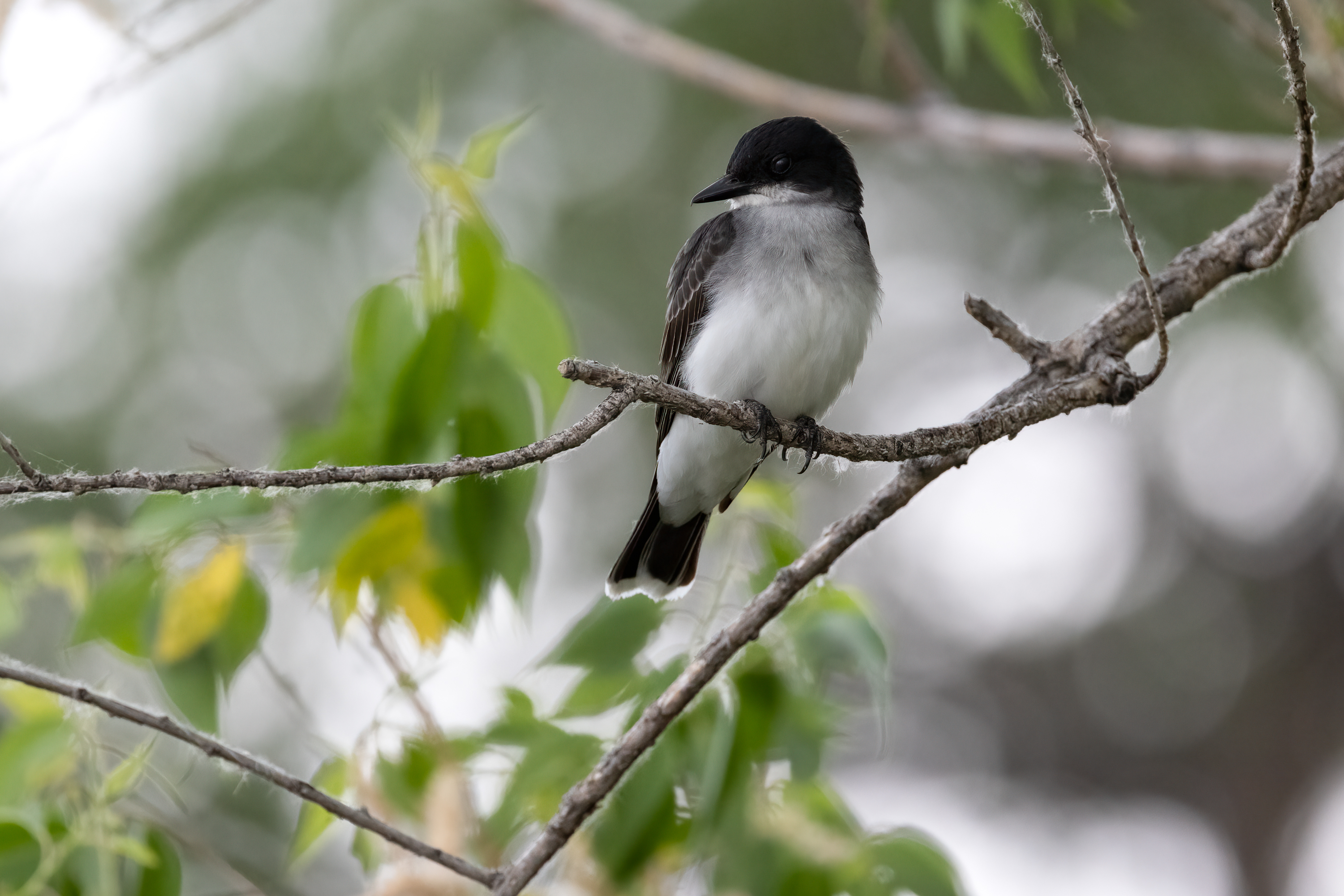 LRCC_sRGB_FW_EasternKingbird_TAP_7023.jpg