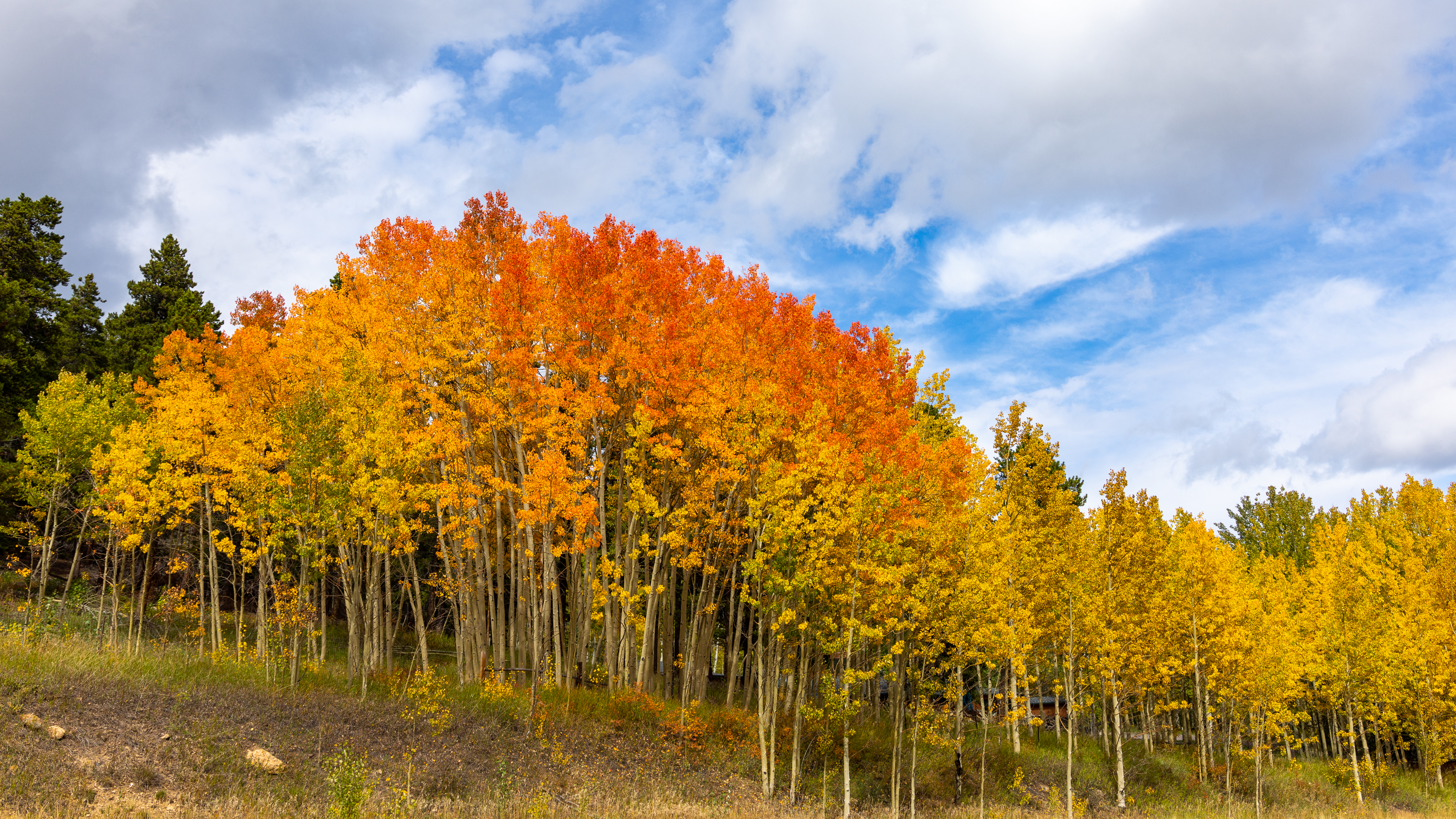 LRCC_sRGB_FW_TAP12937.jpg
