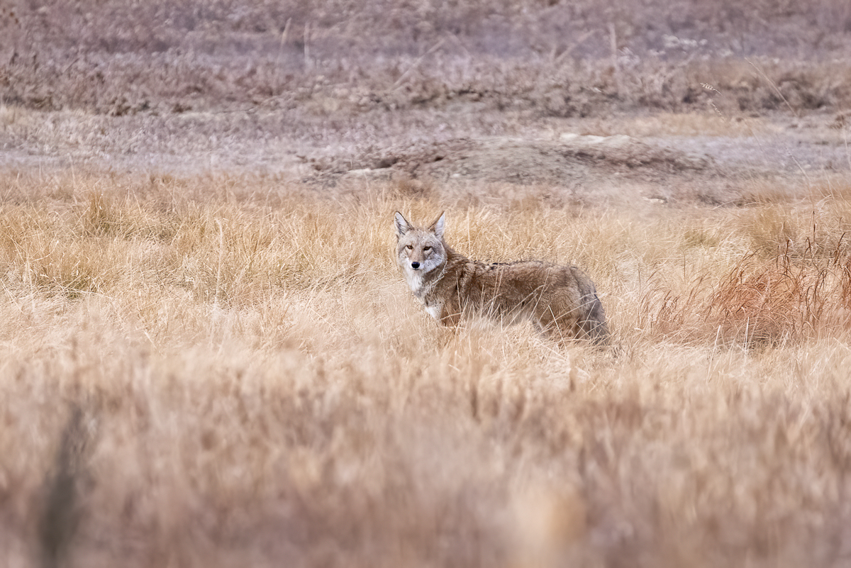 LRCC_sRGB_TAP_0654.jpg