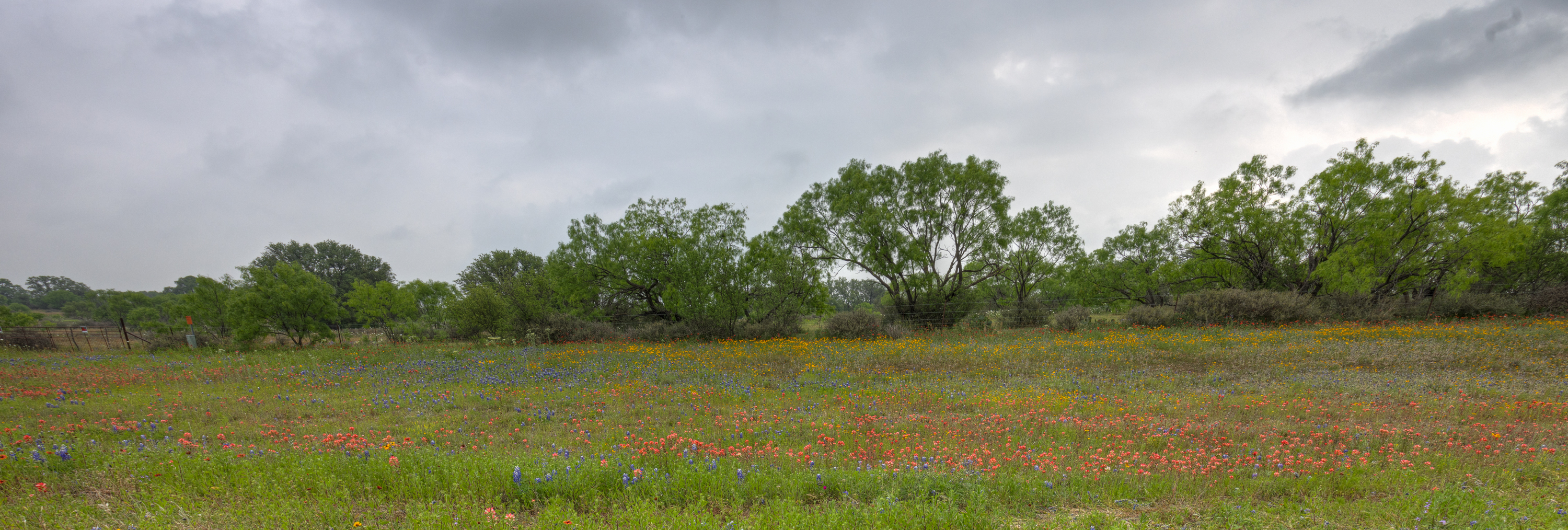 LRCC_sRGB_TexasWildflowers-Pano_TAP19214_5_6.jpg