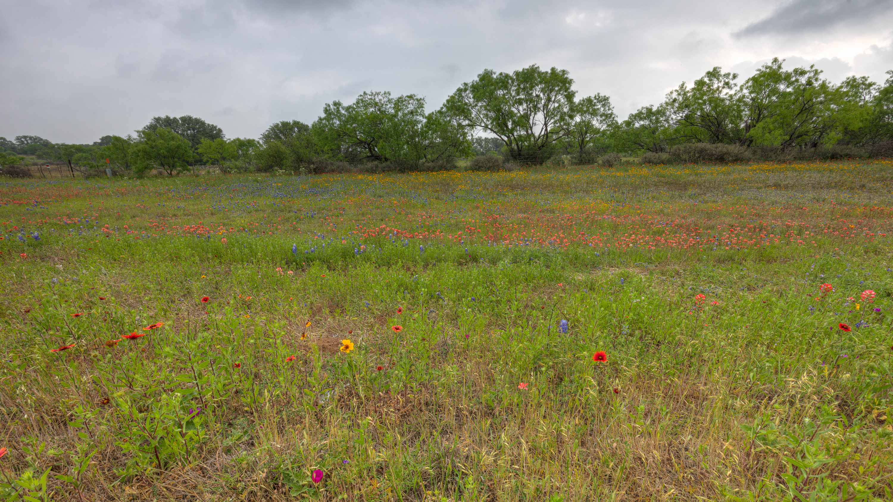 LRCC_sRGB_TexasWildflowers_TAP19214_5_6.jpg