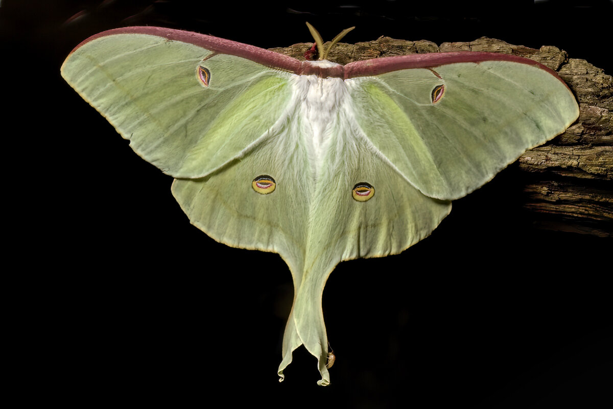 Luna moth jpg.jpg
