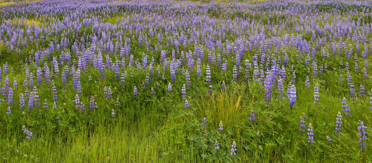 lupine 1-2.jpg