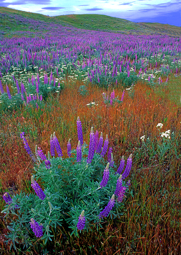 Lupines, Palouse Falls Stte Park, WA.jpg