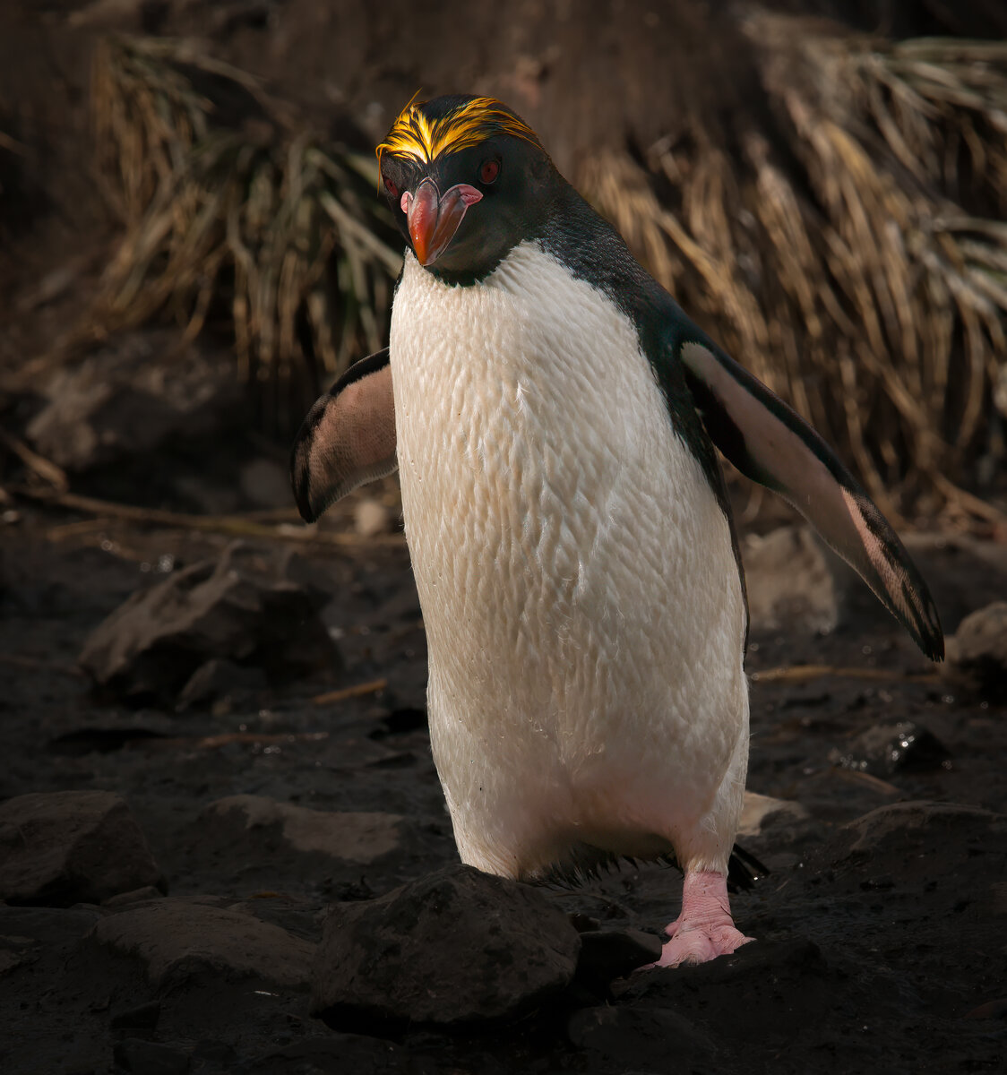 Macaroni penguin portrait.jpg