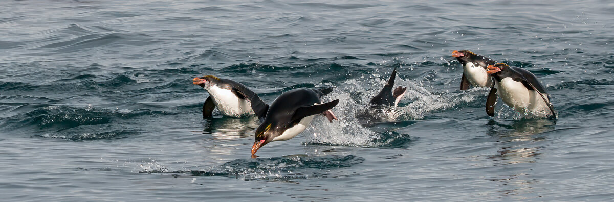 Macaroni penguins swimming.jpg