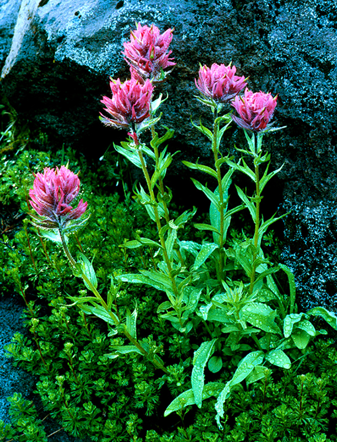 magenta paintbrush II.jpg
