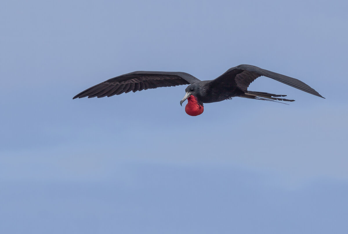 Magnificent Frigate Bird PA212319-Edit.jpg