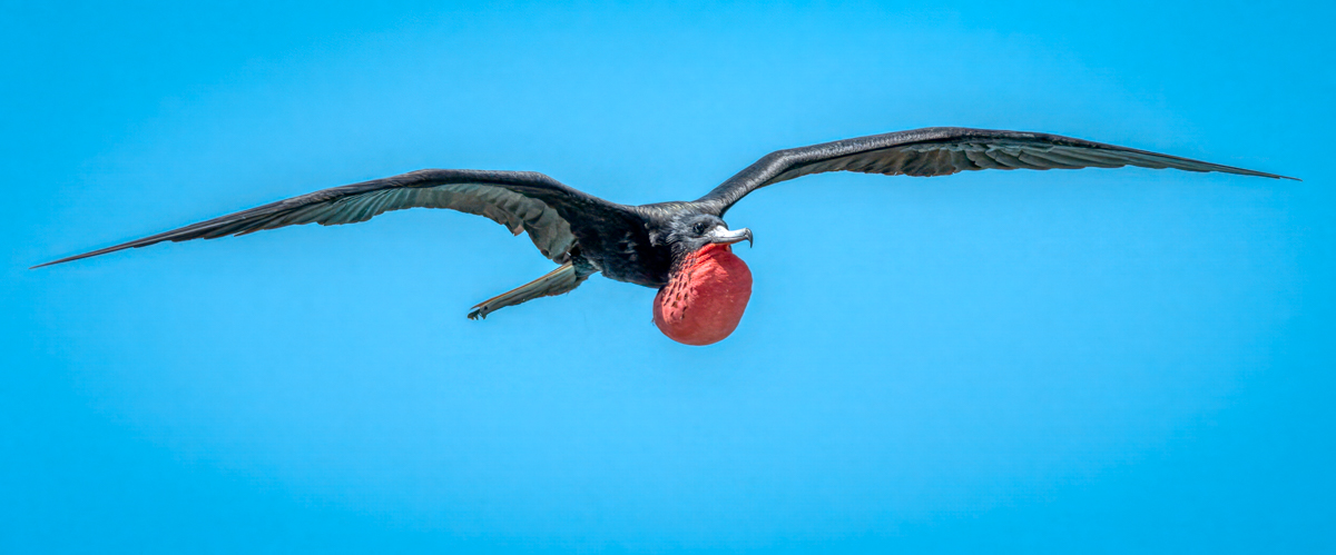 Magnificent Frigatebird -01262-Edit.jpg