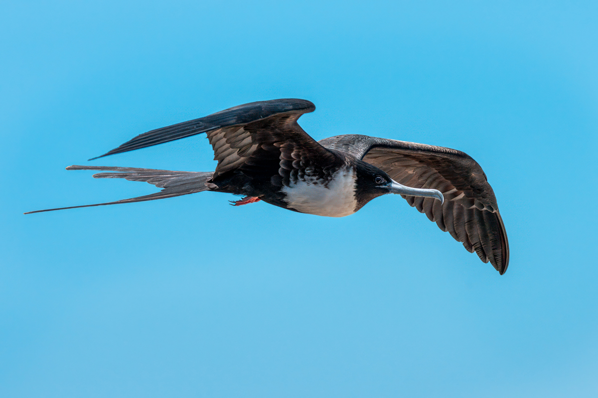 Magnificent Frigatebird - female -01152-Edit.jpg