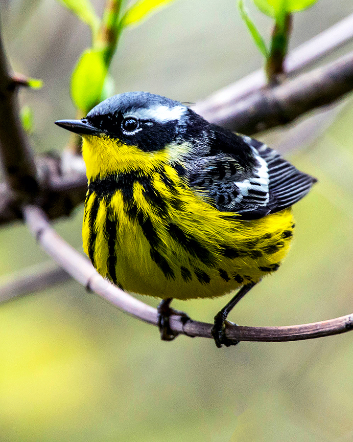 Magnolia Warbler.jpg