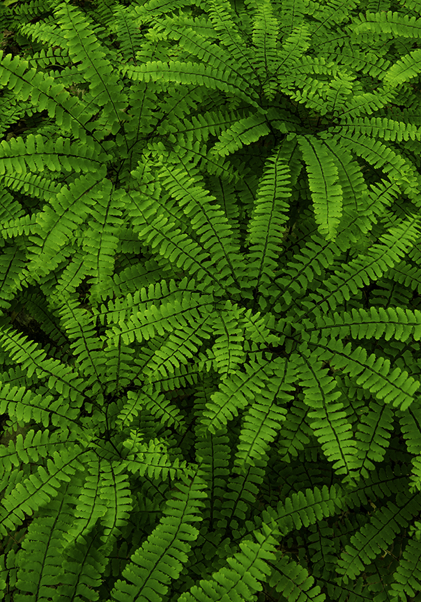 Maidenhair Fern.jpg