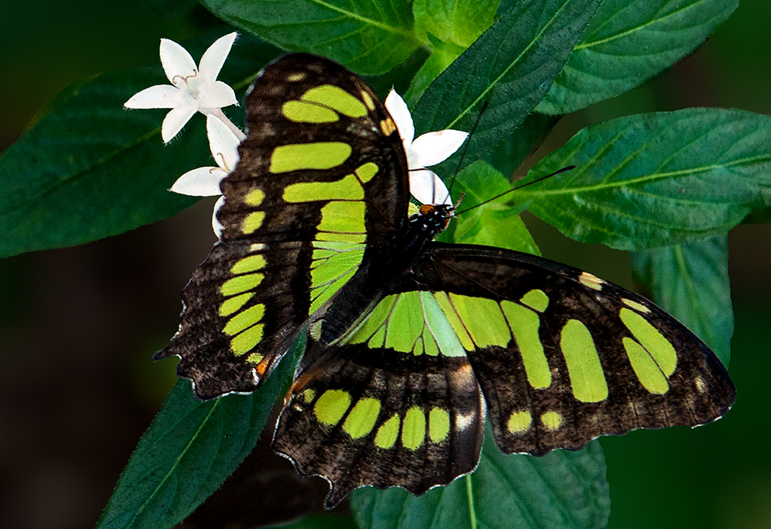 Malachite butterfly-2.jpg