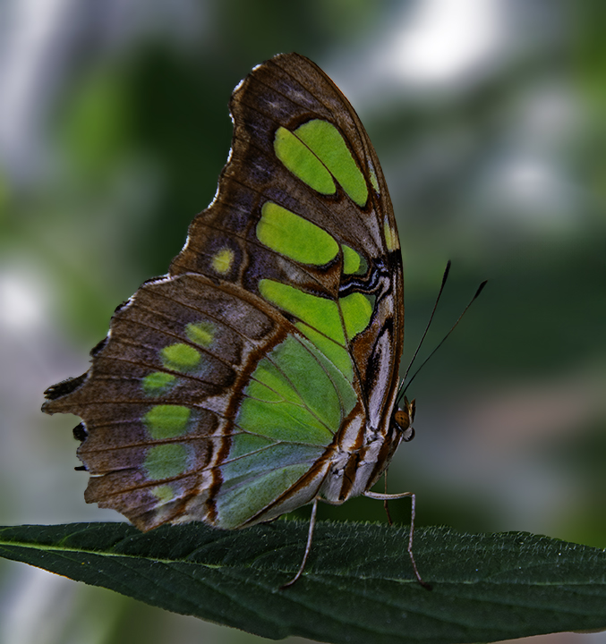 Malachite Butterfly.jpg
