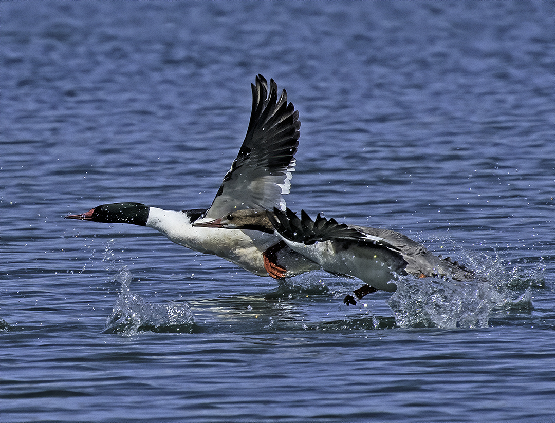 Male and female Common Mergansers.jpg