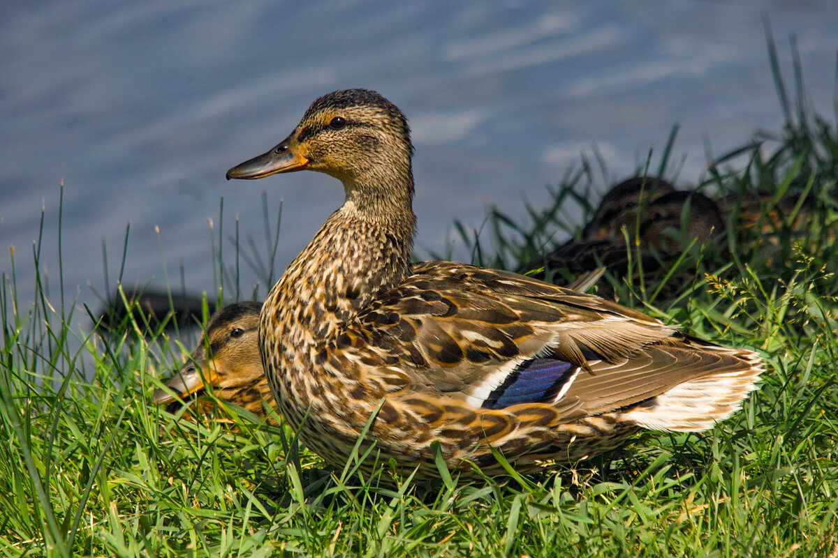 Mallard Ducks.jpg