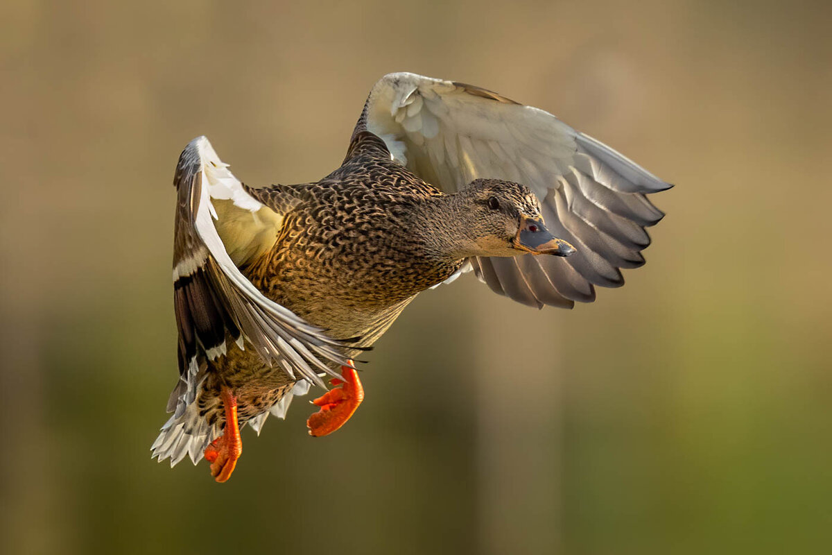 Mallard Hen-6391-Edit.jpg