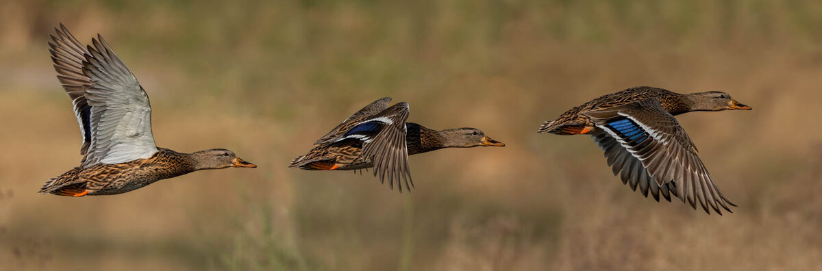 Mallard Hen-6865-Edit.jpg
