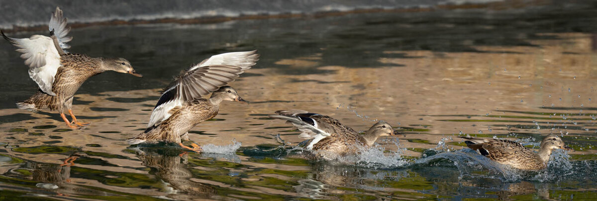 Mallard Hen-7744-Edit.JPG