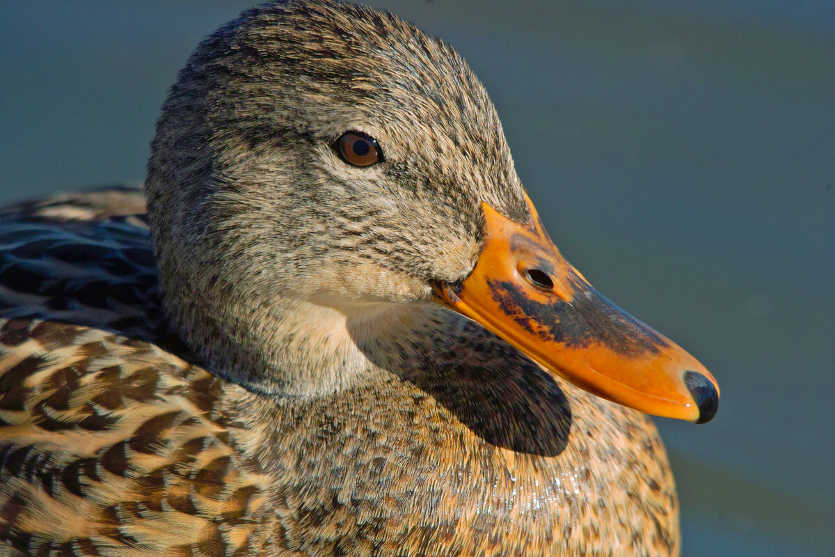 Mallard Hen.jpg