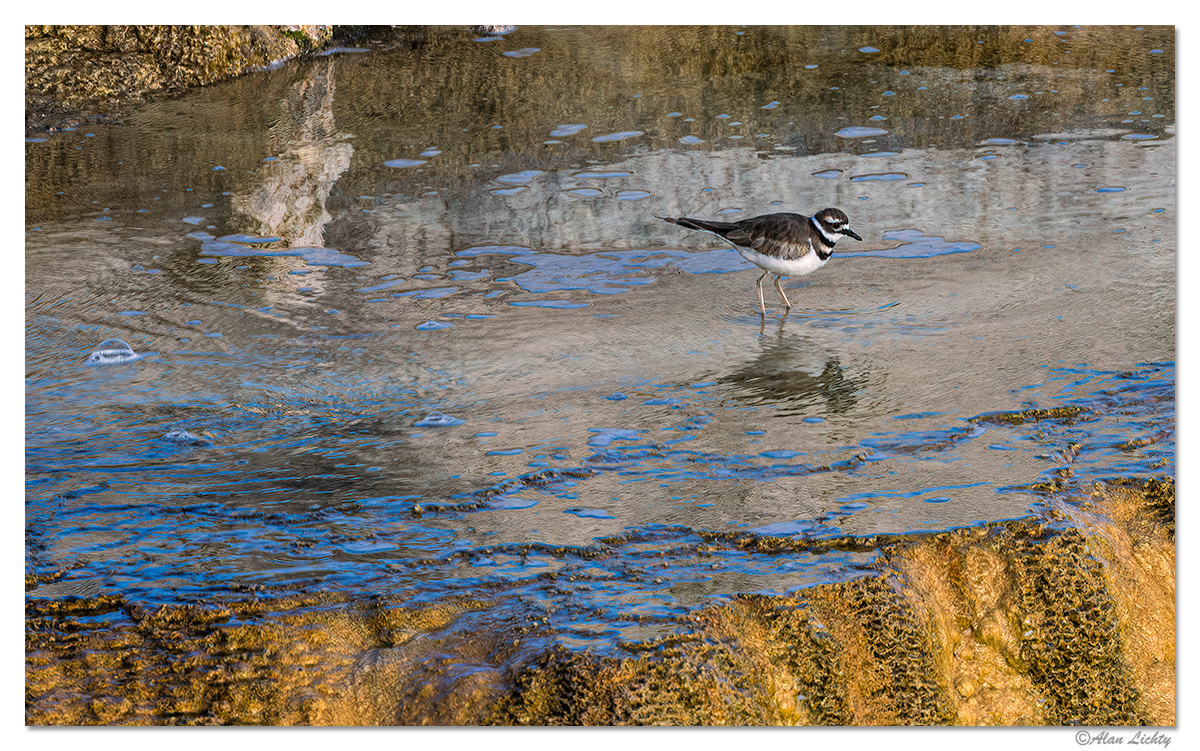 MammothKilldeer.jpg