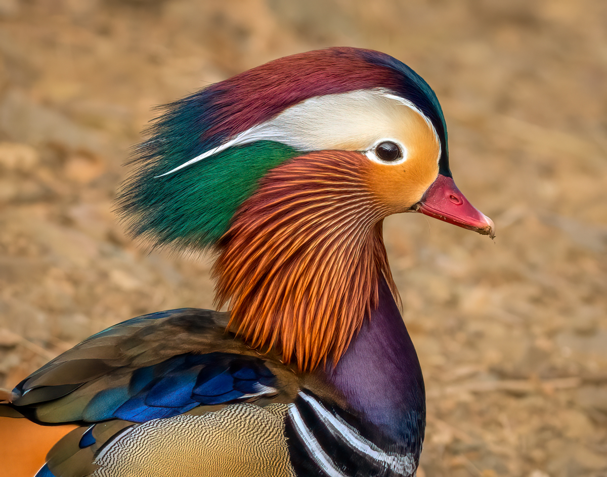 Mandarin Duck Drake-05434-Edit.jpg