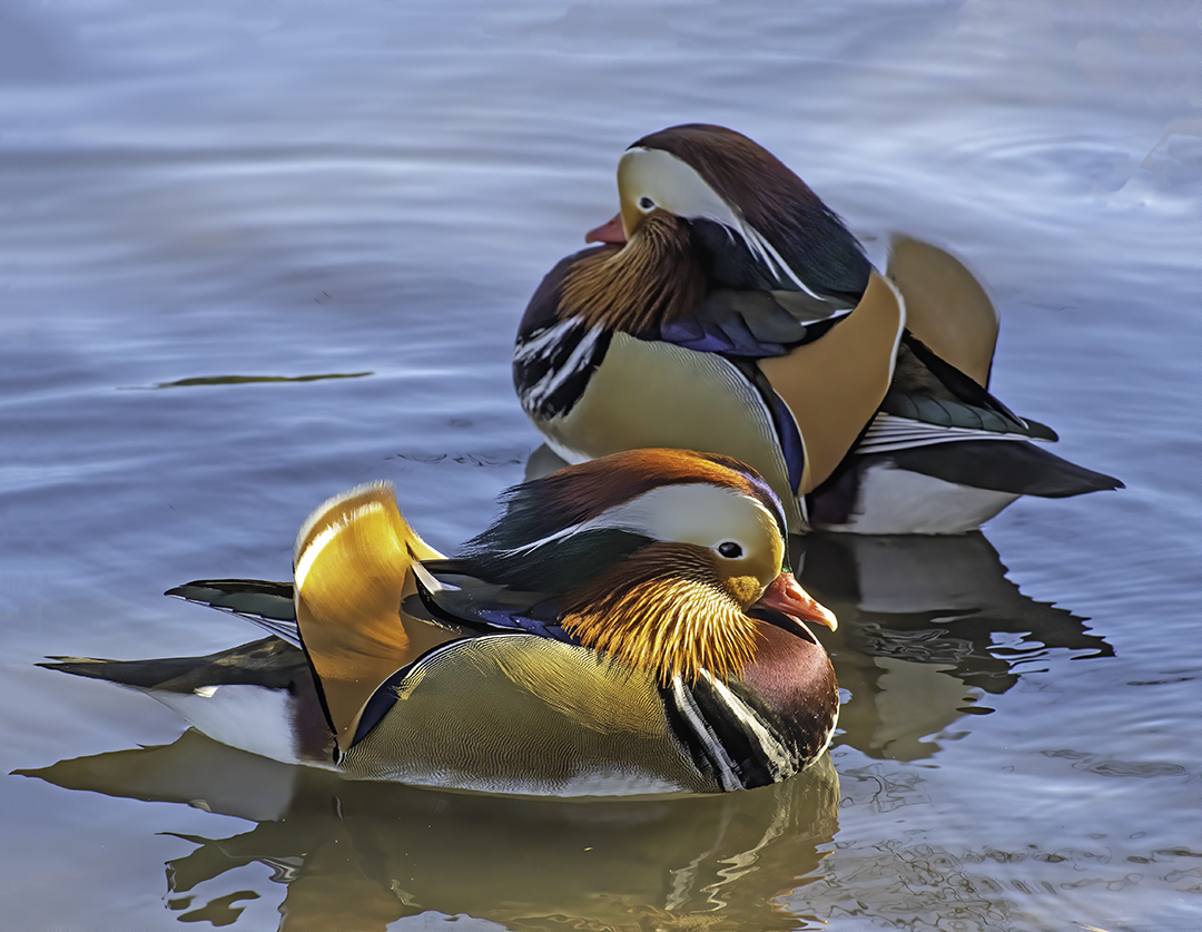 Mandarin Pair.jpg