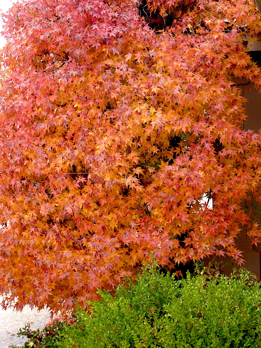 Maple.jpg