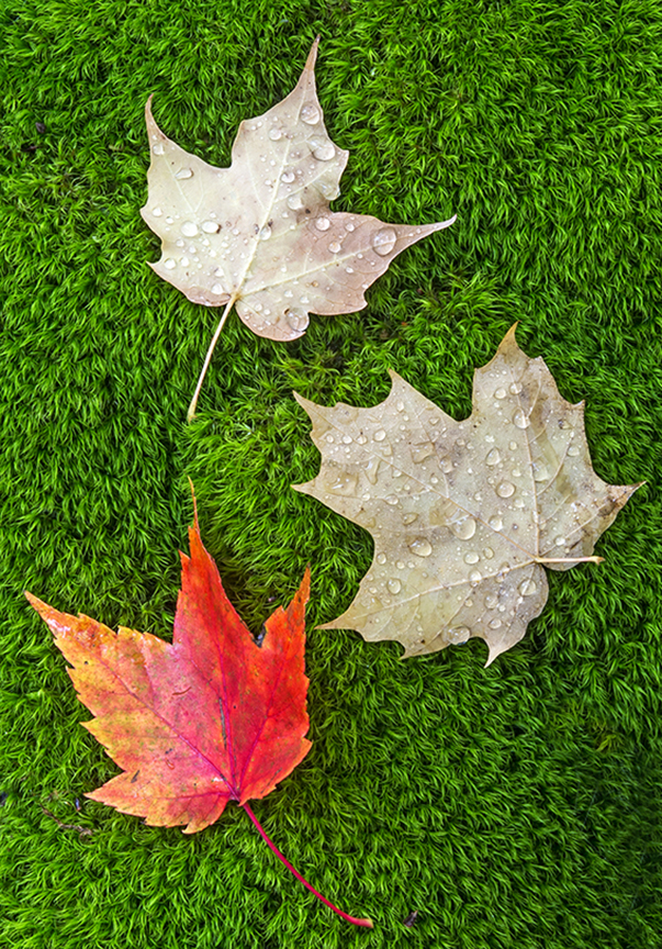 Maple leaves (1 of 1).jpg