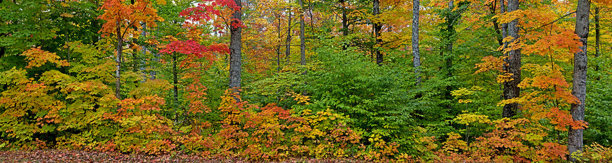 maples 1 Panorama.jpg