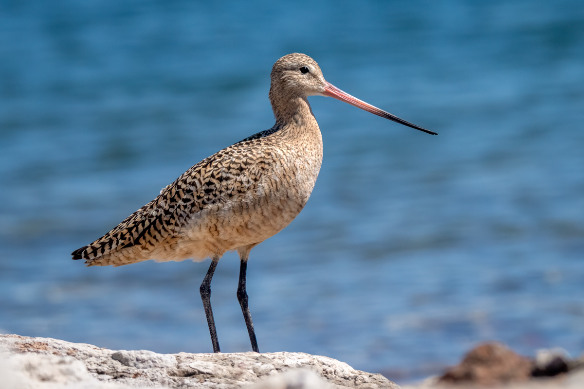 Marbled Godwit-08676-Edit.jpg