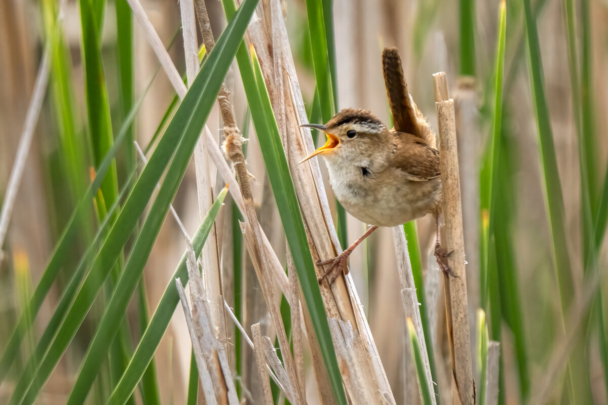 Marsh wren-06870-Edit.jpg